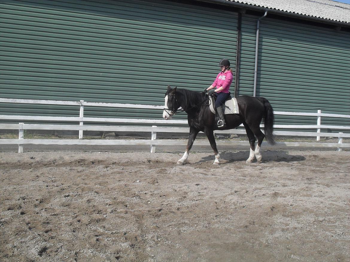 Anden særlig race Chelsey <3 - Dressur 2012 billede 5