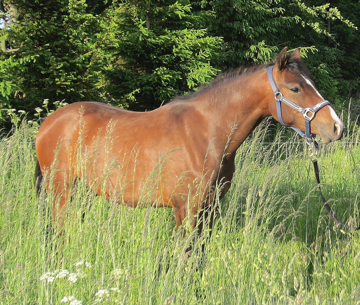 Anden særlig race Lykkebo's Athena - Athena 2 år billede 14