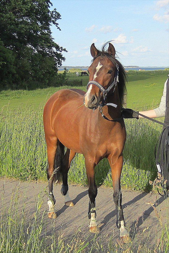 Anden særlig race Lykkebo's Athena - Athena 2 år billede 15