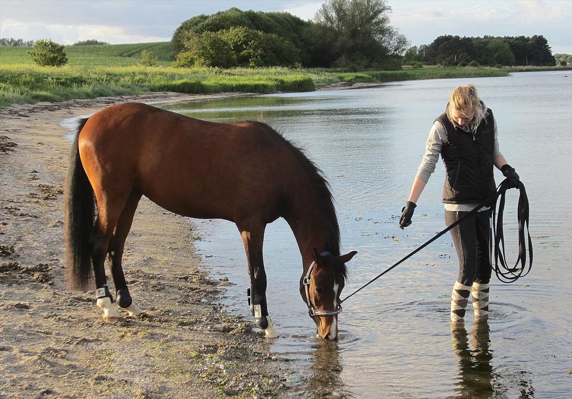 Anden særlig race Lykkebo's Athena - Athena 2 år - I vandet alene for første gang:) billede 16