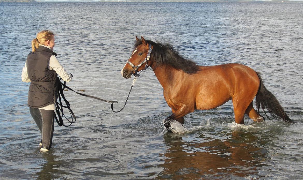 Anden særlig race Lykkebo's Athena - Athena 2 år billede 17