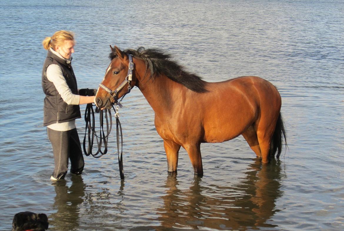 Anden særlig race Lykkebo's Athena - Athena 2 år billede 18