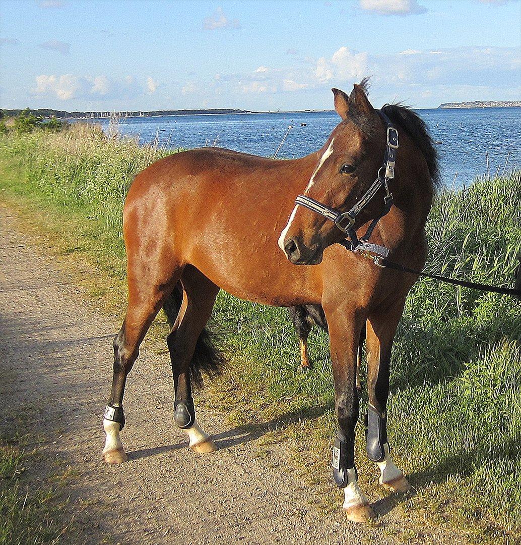 Anden særlig race Lykkebo's Athena - Athena 2 år billede 19