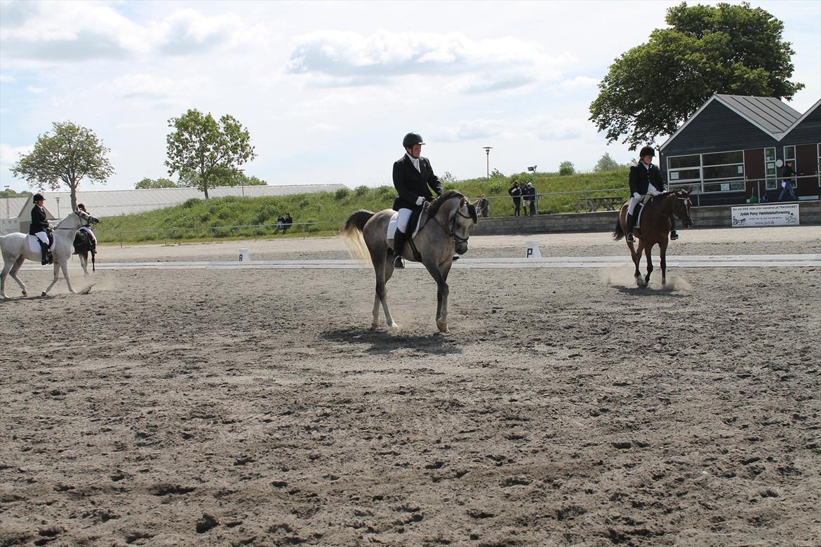 Arabisk fuldblod (OX) Wermont - juni 2012 billede 10