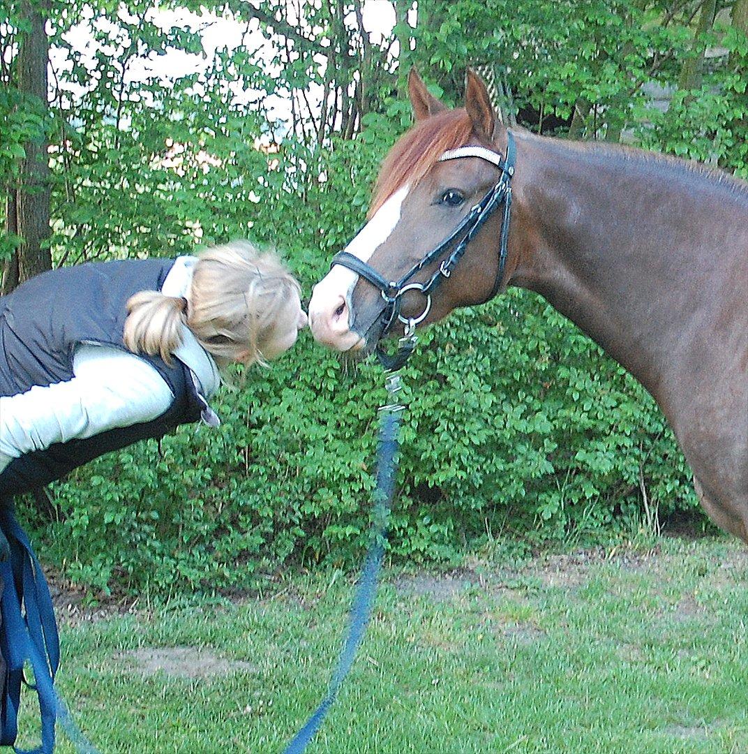 Anden særlig race Lykkebos Exotic Fire - Exotic 4 år billede 10