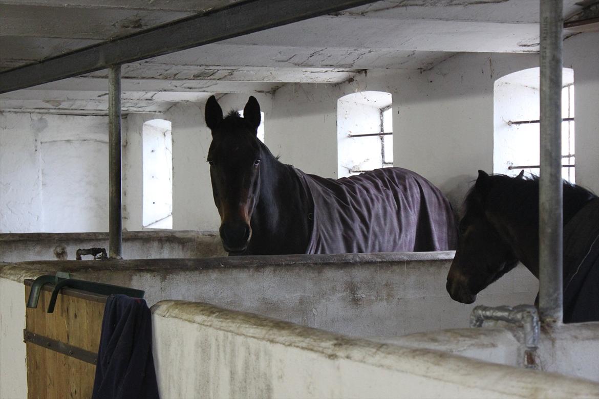 Oldenborg Kobjerggård's  Bolero Voltigerings hesten billede 2