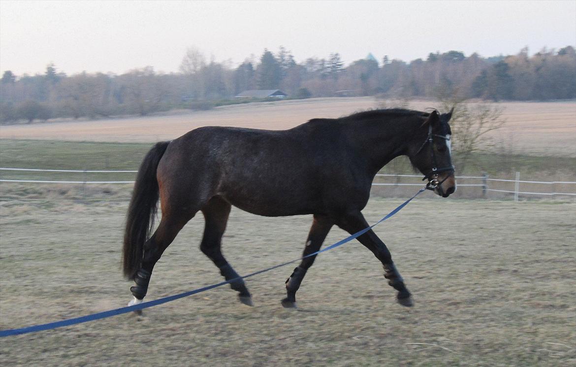 Dansk Varmblod Comtessa - Comtessa i longe efter et års pause billede 19