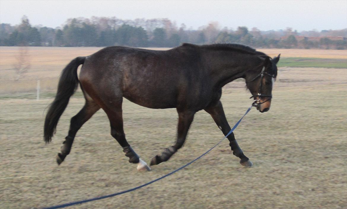 Dansk Varmblod Comtessa - Comtessa i longe efter et års pause billede 20