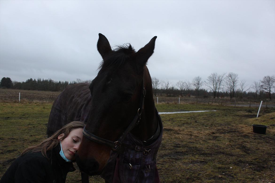 Oldenborg Kobjerggård's  Bolero Voltigerings hesten billede 17