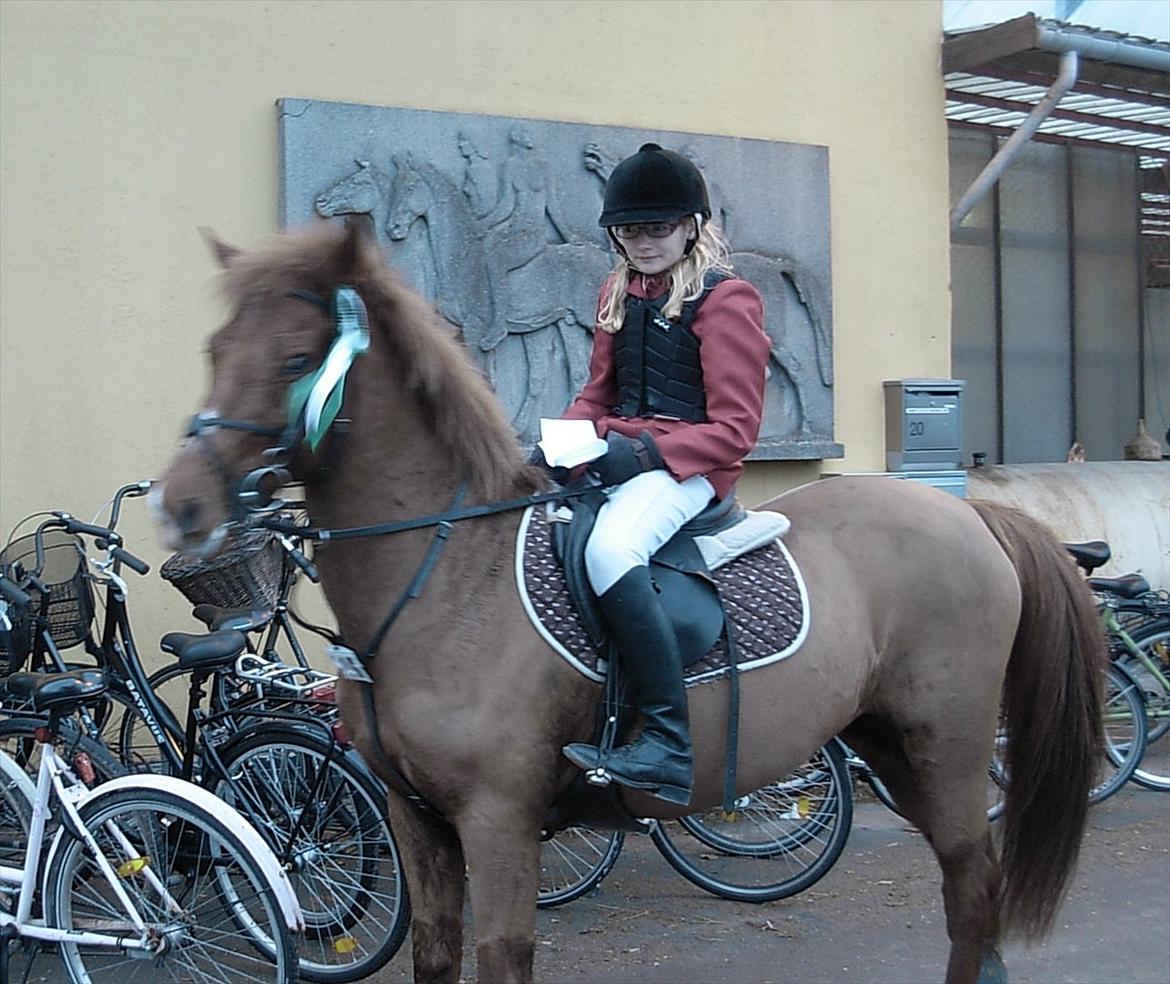 Anden særlig race Lise (DK) | Tidl. lånehest | R.I.P. billede 9