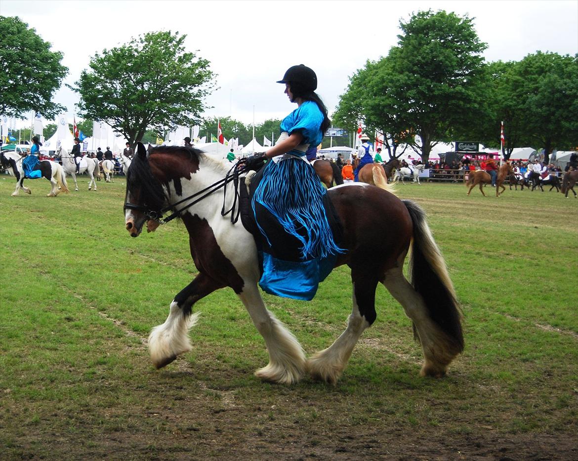 Tinker SATIN'S ROYAL CON QUEST - dyrskue 2012. Show. billede 21