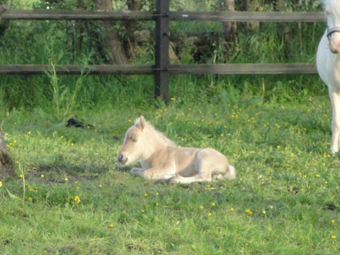Anden særlig race A.B. Ludwig billede 1