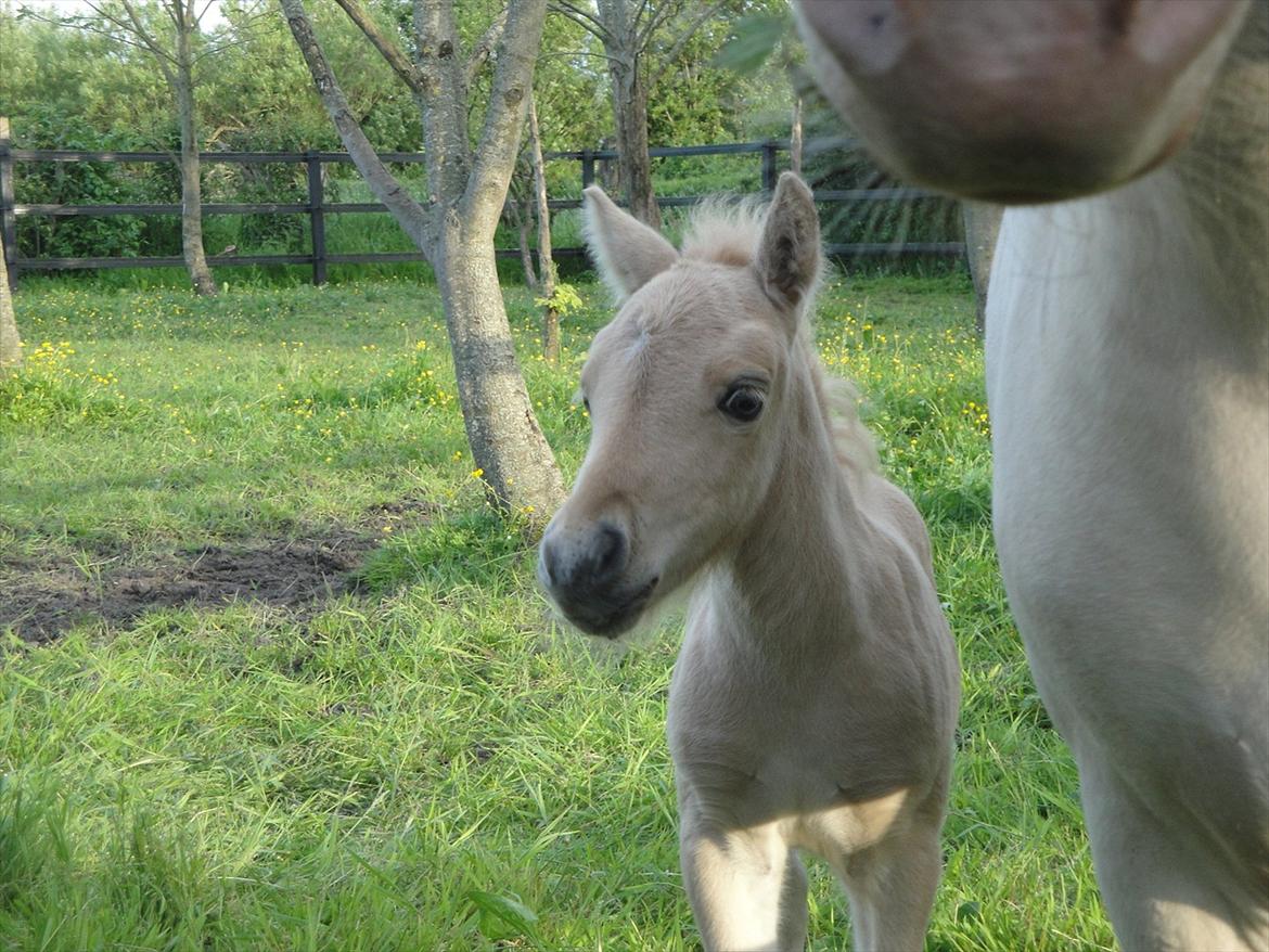 Anden særlig race A.B. Ludwig billede 2