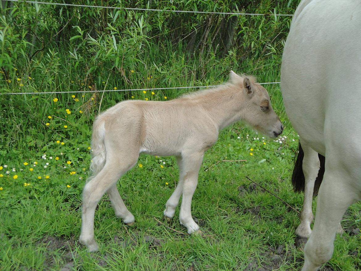 Anden særlig race A.B. Ludwig billede 3