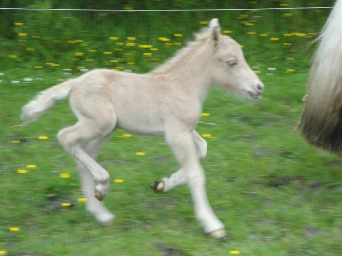 Anden særlig race A.B. Ludwig billede 4