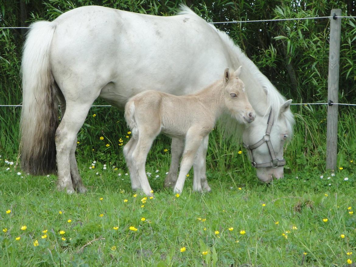 Anden særlig race A.B. Ludwig billede 5
