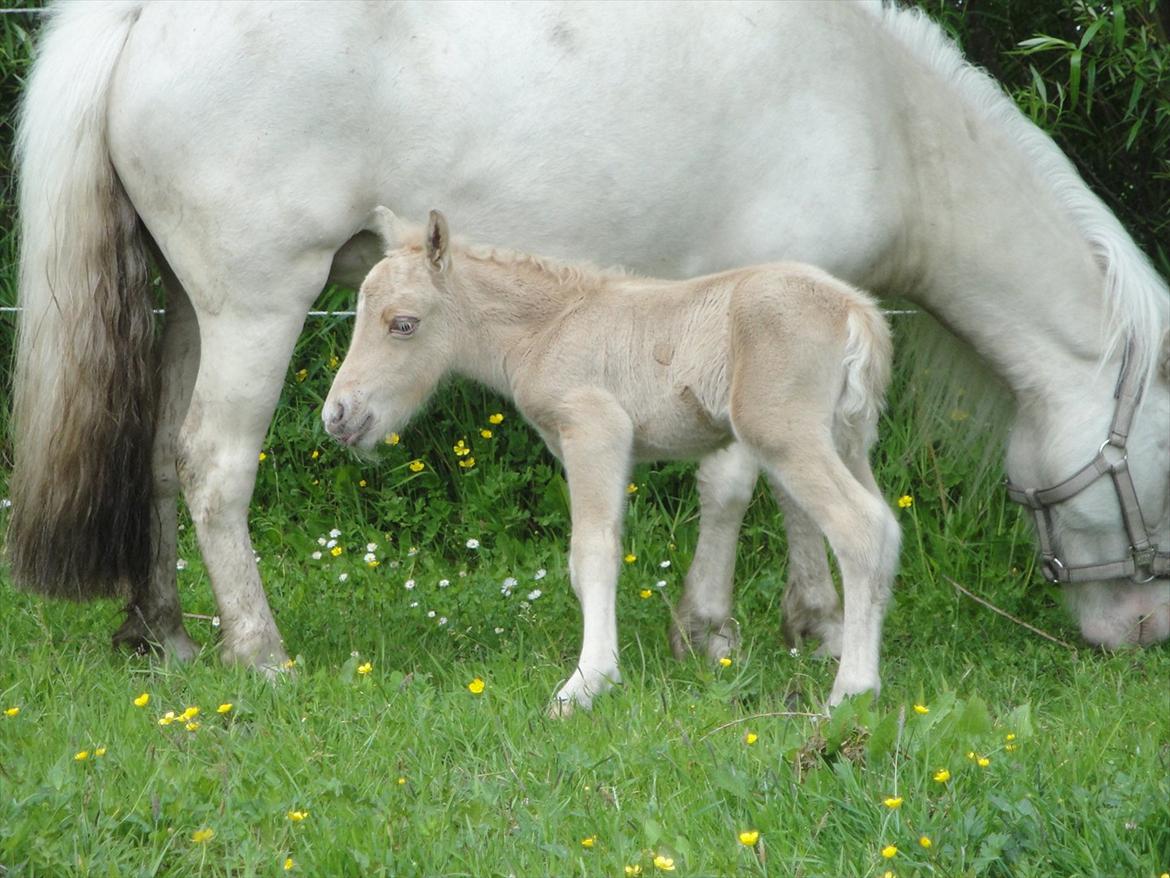 Anden særlig race A.B. Ludwig billede 6