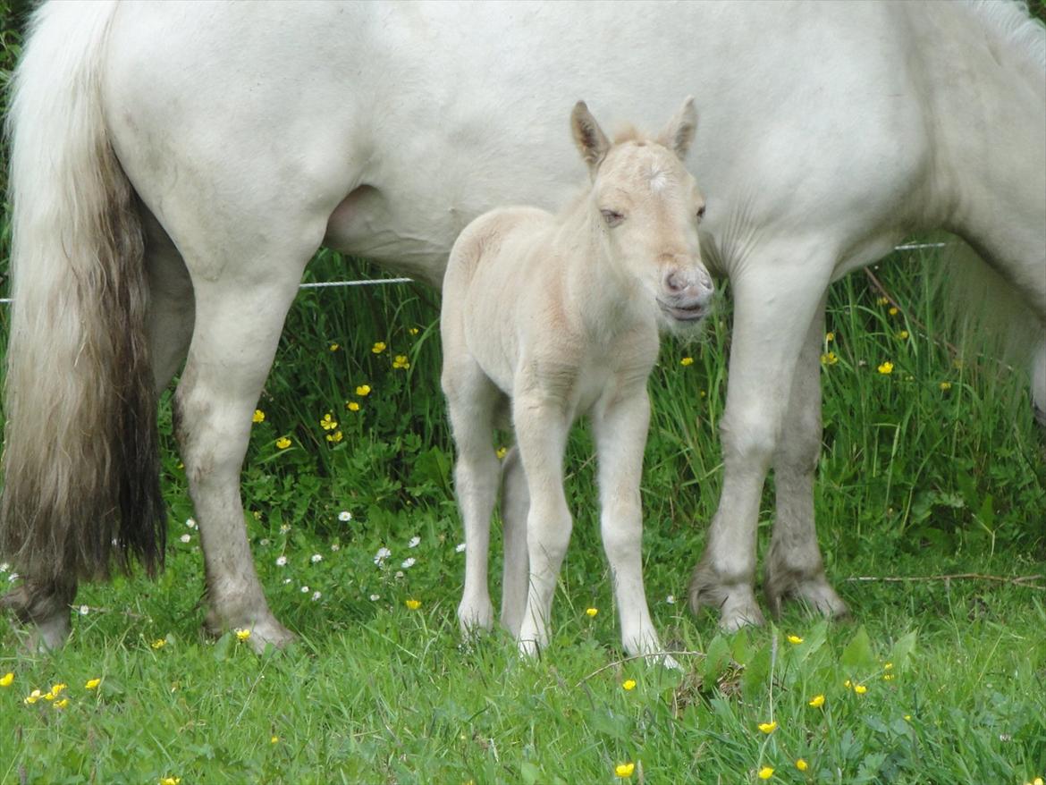 Anden særlig race A.B. Ludwig billede 7