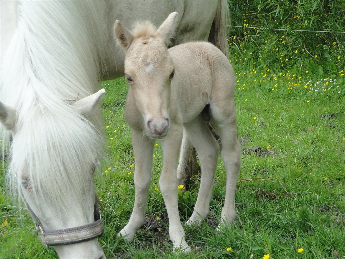 Anden særlig race A.B. Ludwig billede 8