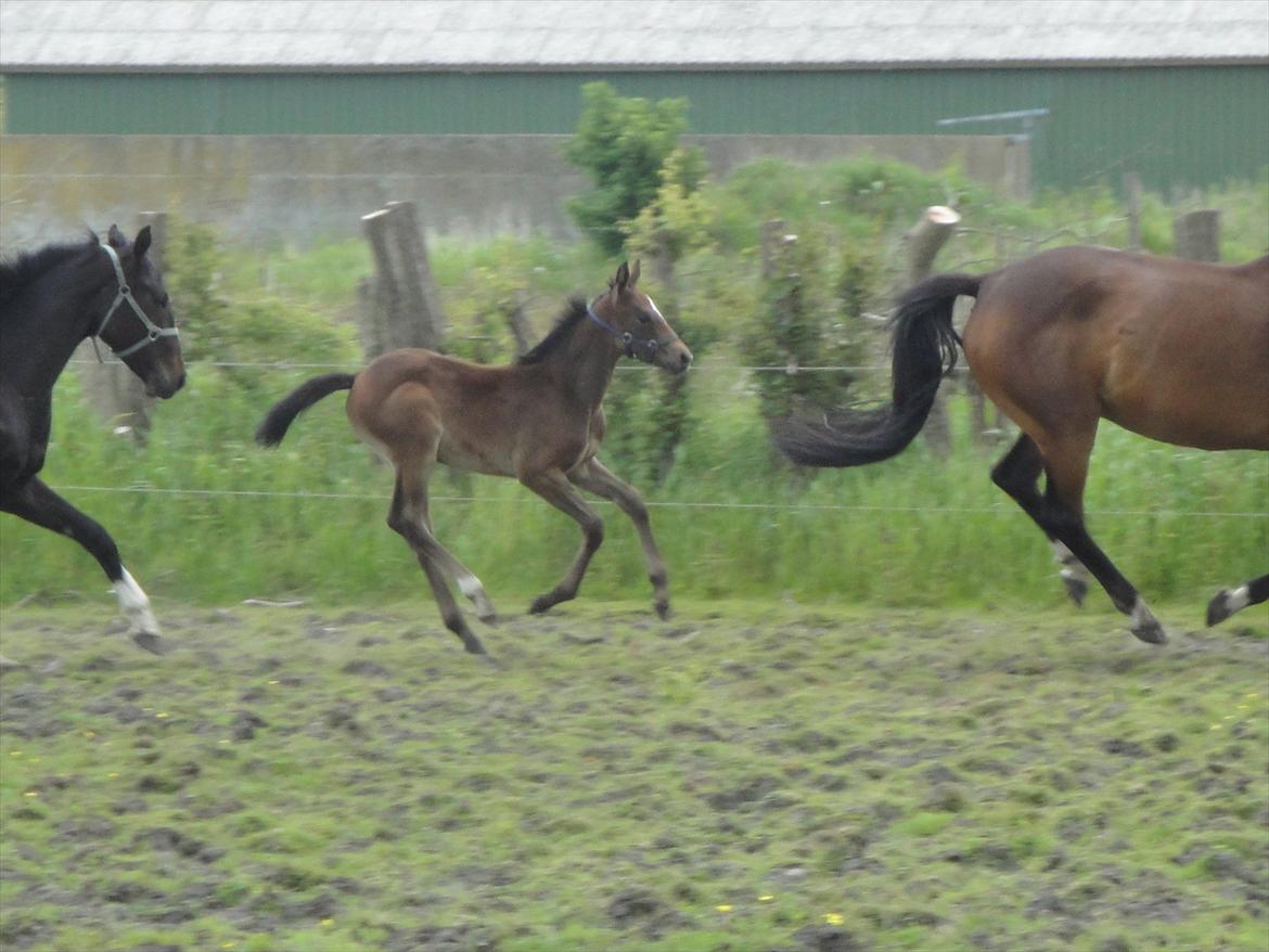 Dansk Varmblod A.B. Lexus billede 12