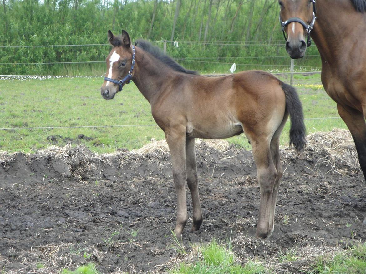 Dansk Varmblod A.B. Lexus billede 13