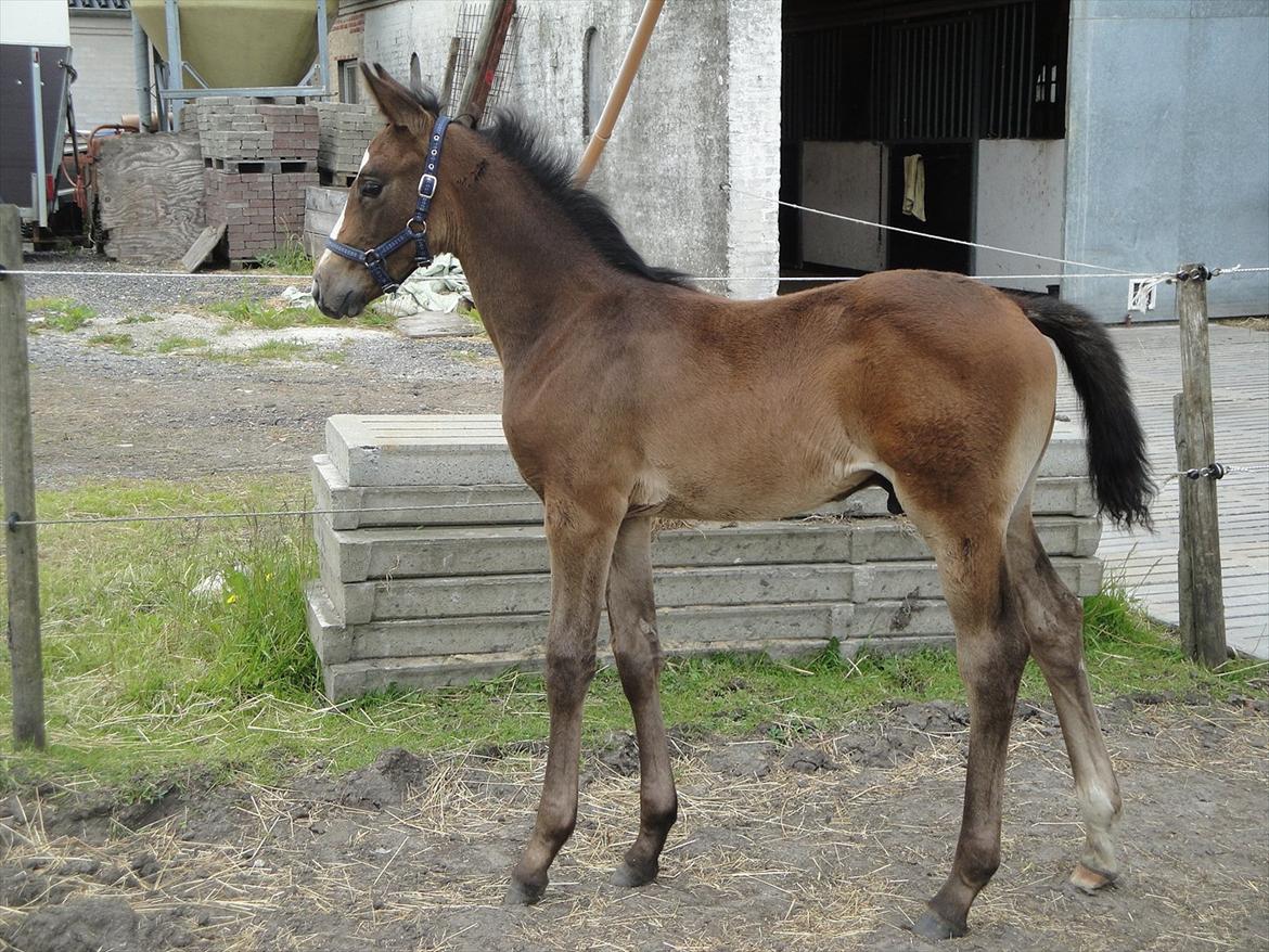 Dansk Varmblod A.B. Lexus billede 14