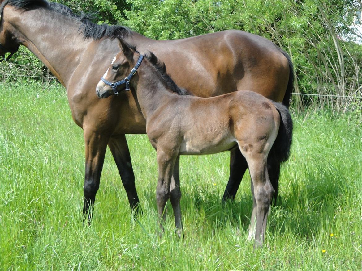 Dansk Varmblod A.B. Lexus billede 15