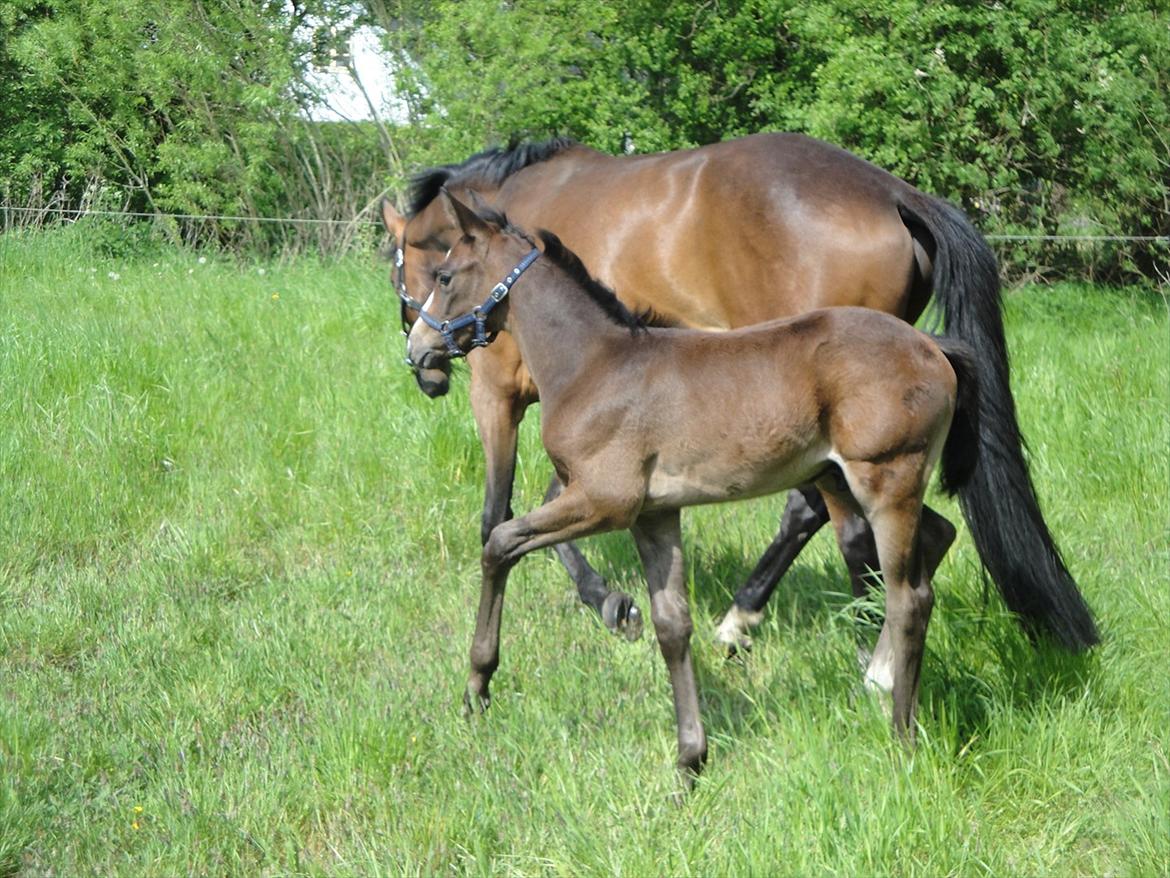 Dansk Varmblod A.B. Lexus billede 16