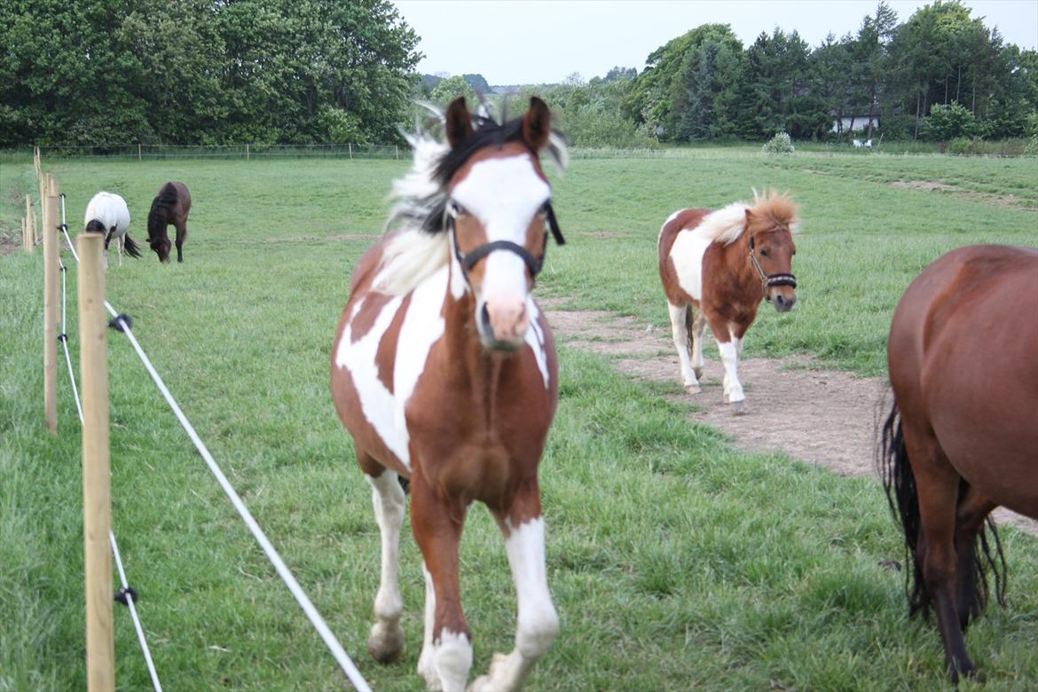 Anden særlig race Prins Viggo /Hania billede 1