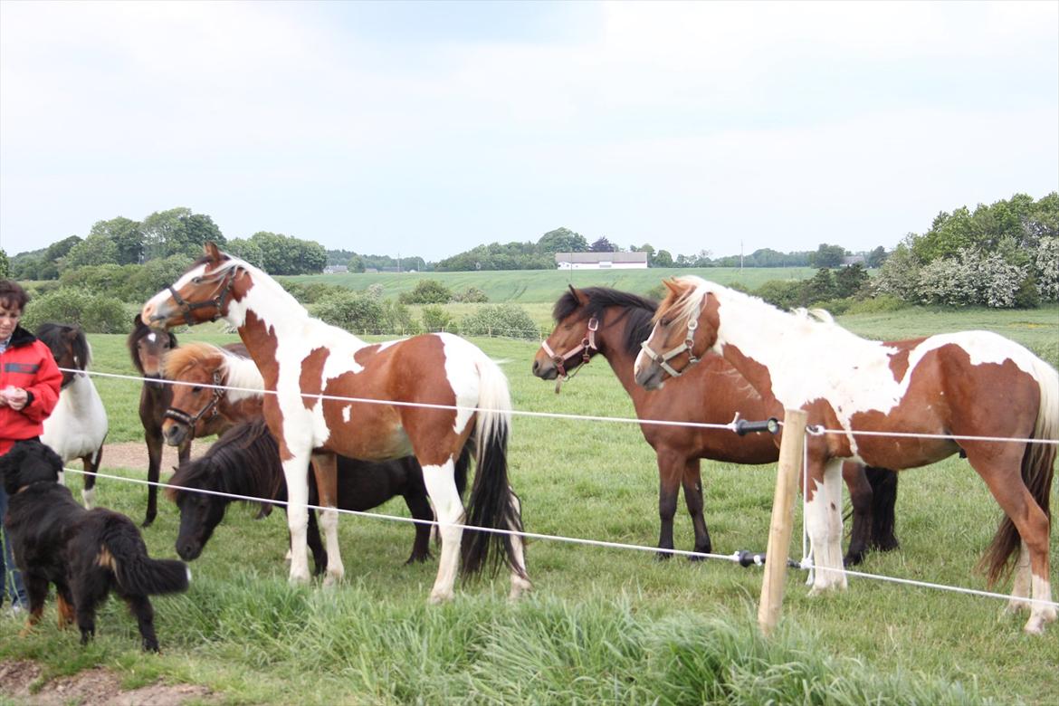 Anden særlig race Prins Viggo /Hania billede 2