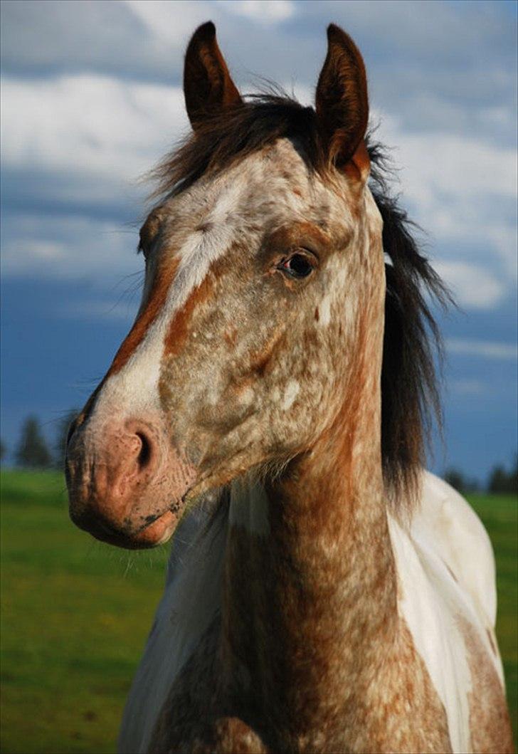 Anden særlig race Abselon - Abselon - 29/5-2012 billede 12