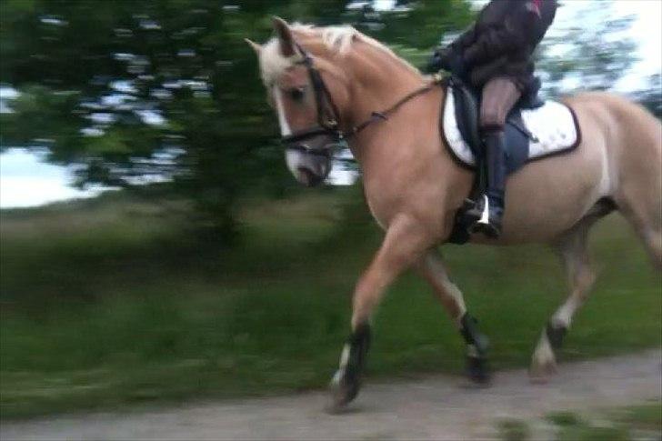 Anden særlig race Miss Jade billede 1