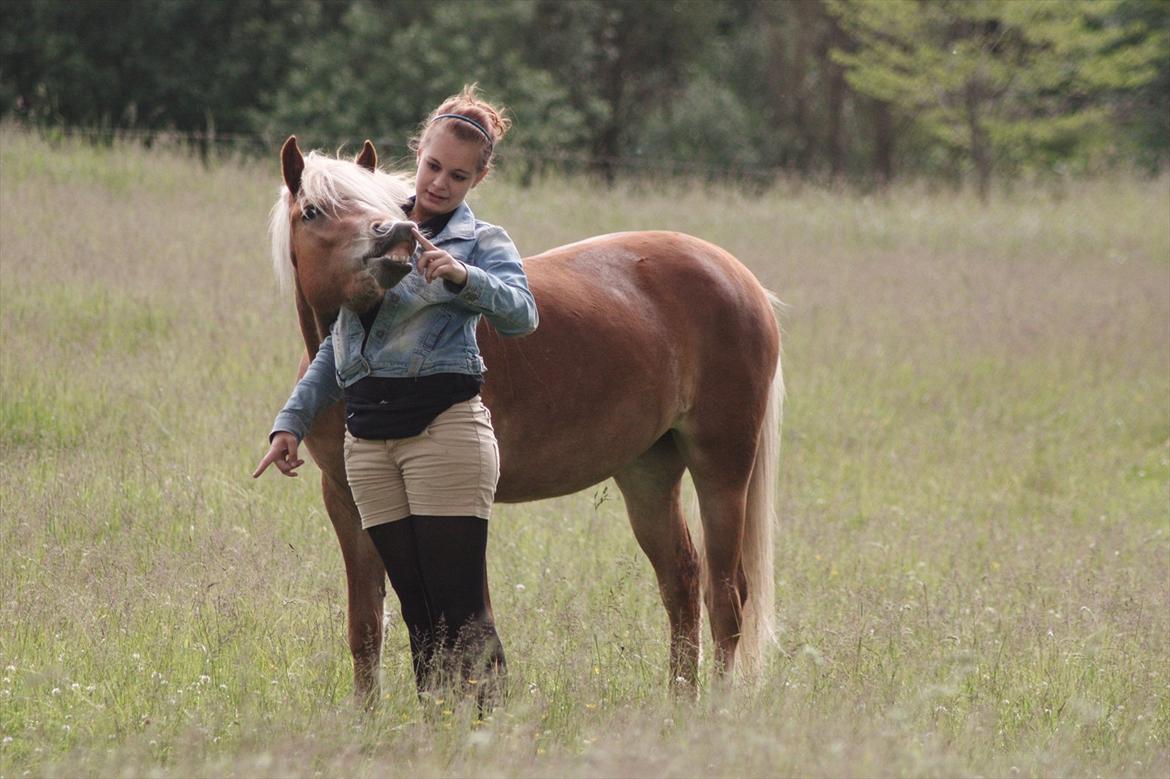 Islænder Diva [SOLGT] - Tøsen er blevet en mester i at smile og smuk er hun også blevet! Juni 2012 billede 12
