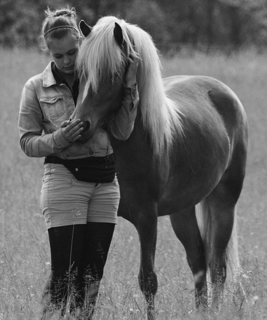 Islænder Diva [SOLGT] - Because you live and breath - because you make me believe in my self when nobody else can help.. because you live girl - my world has twice as many stars in the sky. Juni 2012 billede 1