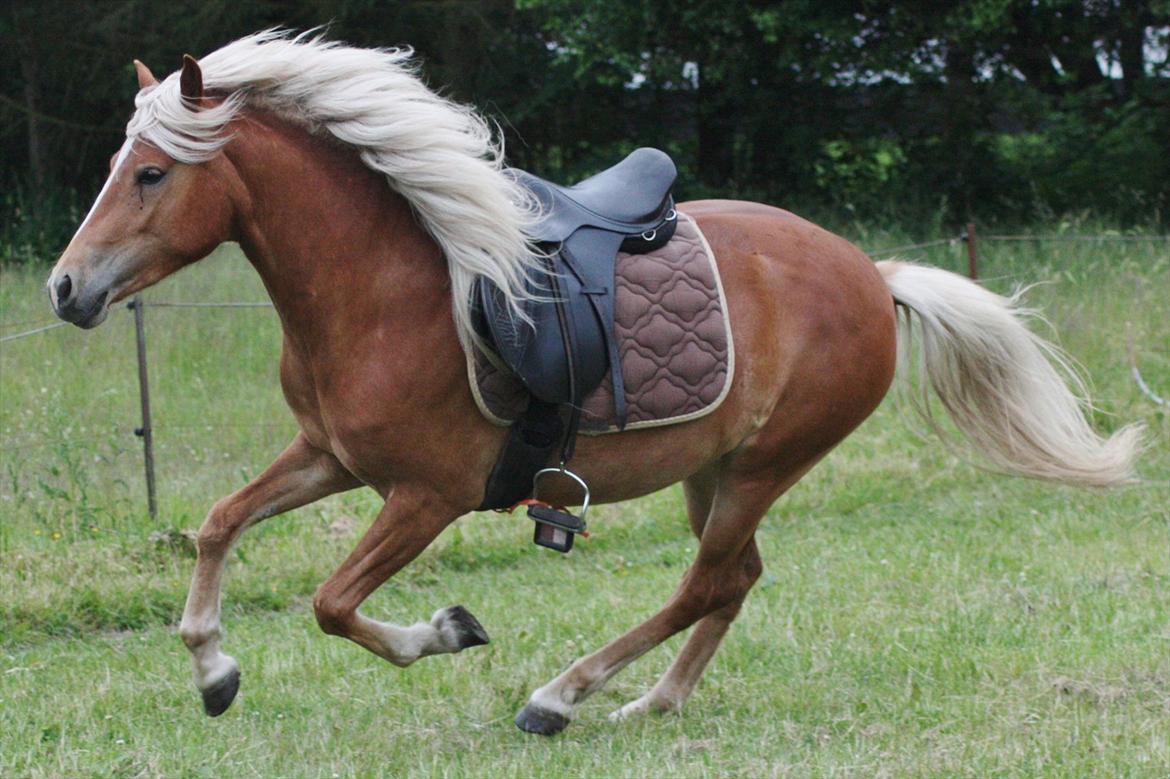 Islænder Diva [SOLGT] - Anden gang med sadel på, hun fik lige lov til at løbe lidt med den. Hun tager det så fint og siger ingenting til det. Min gode lille prut! Juni 2012 billede 19