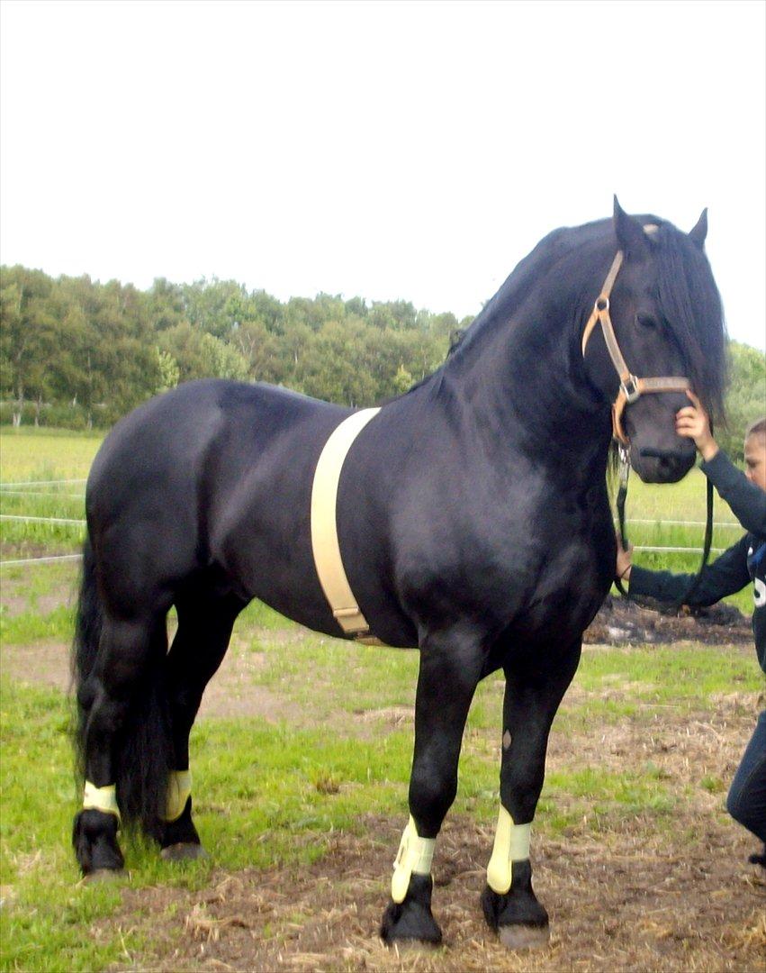Frieser Marquis alias Haffelaffe billede 1