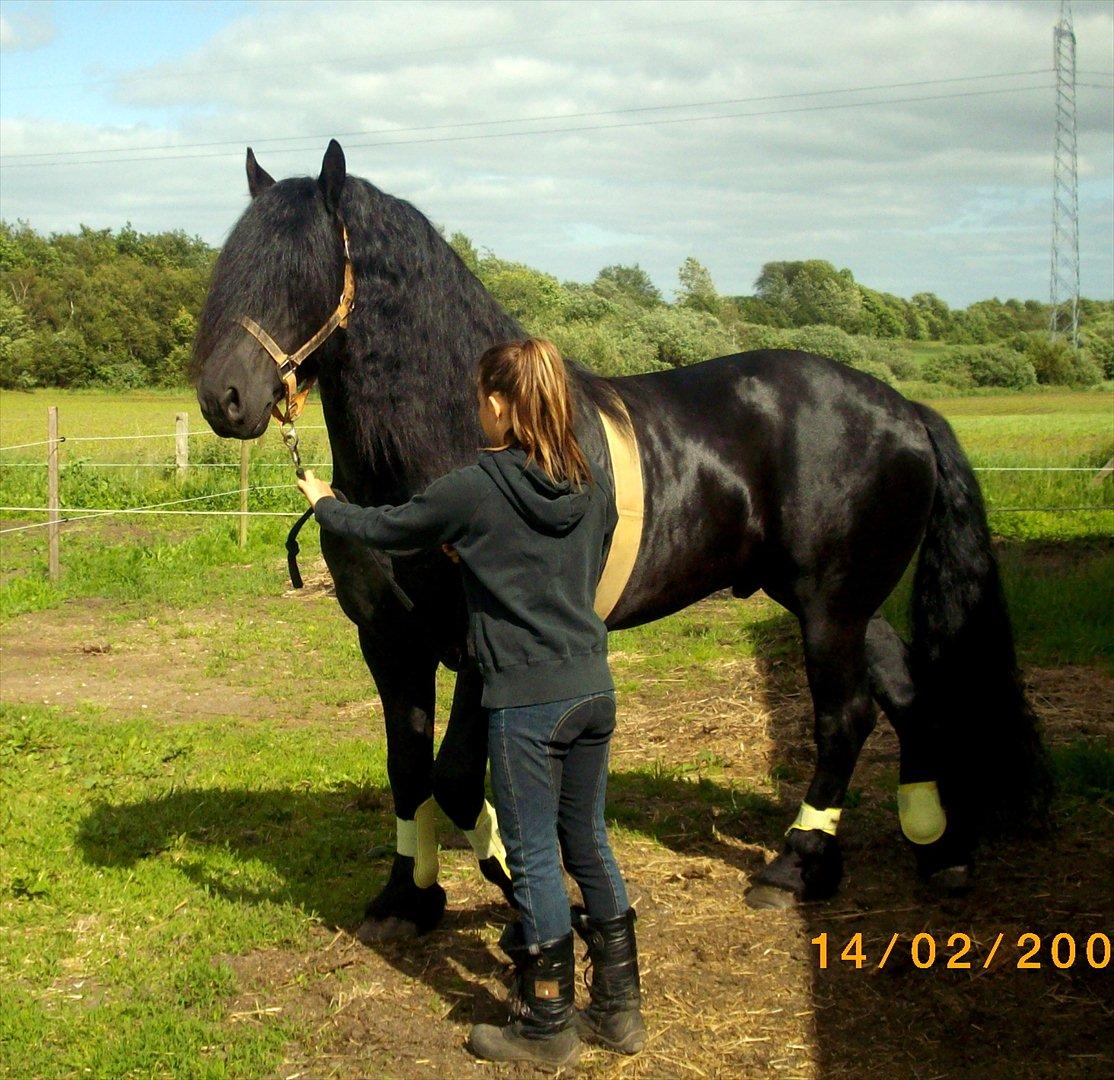 Frieser Marquis alias Haffelaffe billede 4