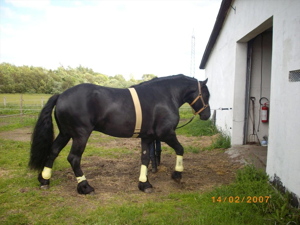 Frieser Marquis alias Haffelaffe billede 5
