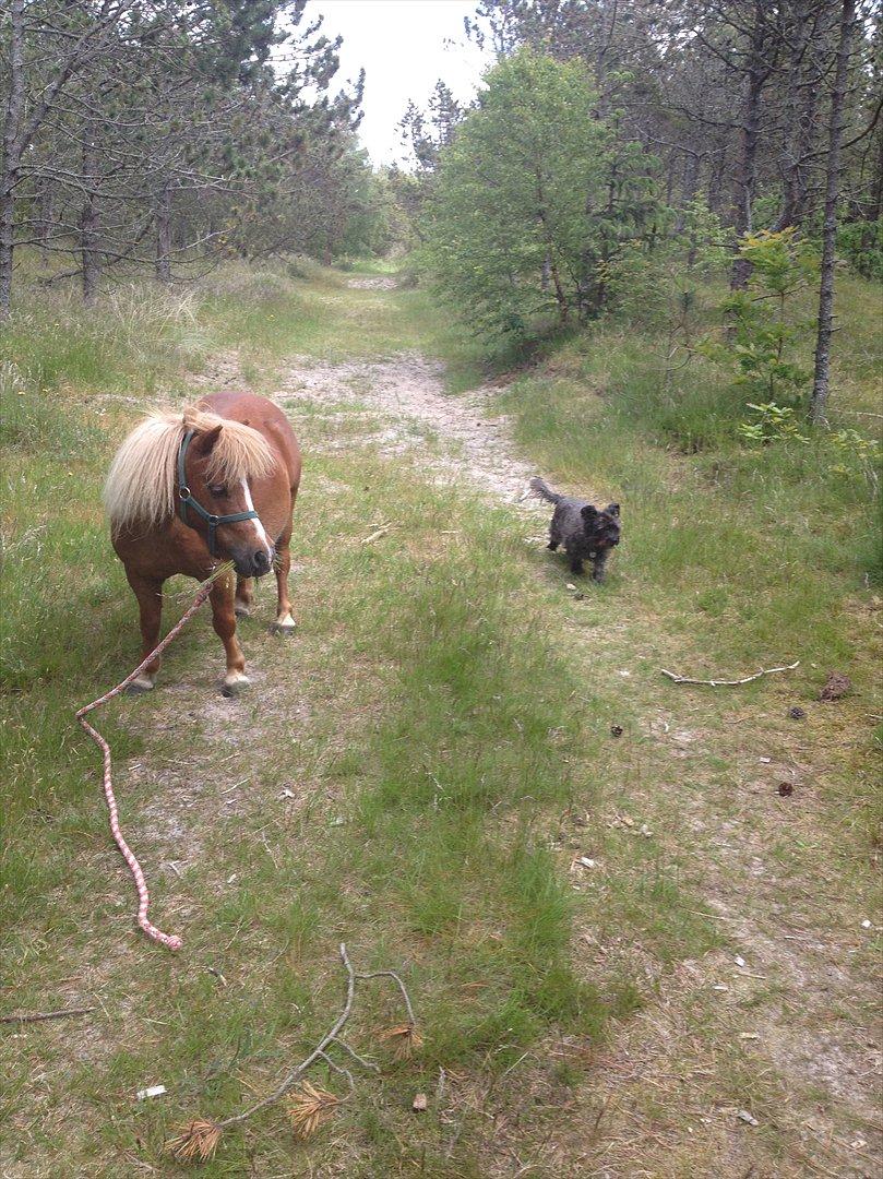 Shetlænder Mogens Fristed - Mogens og Tøsen på skovtur billede 11