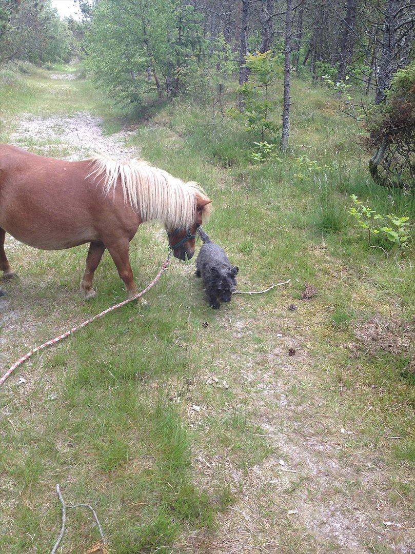 Shetlænder Mogens Fristed billede 12