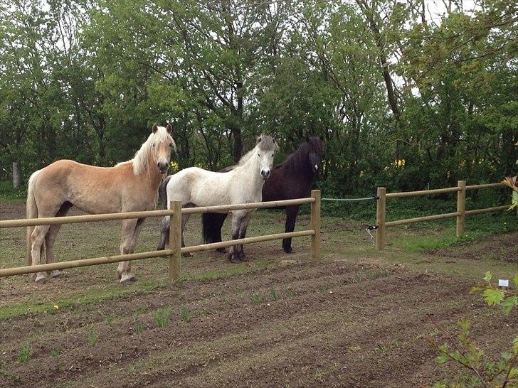 Haflinger Nantino Hestvang - nantino, Fylkir og Ari billede 2
