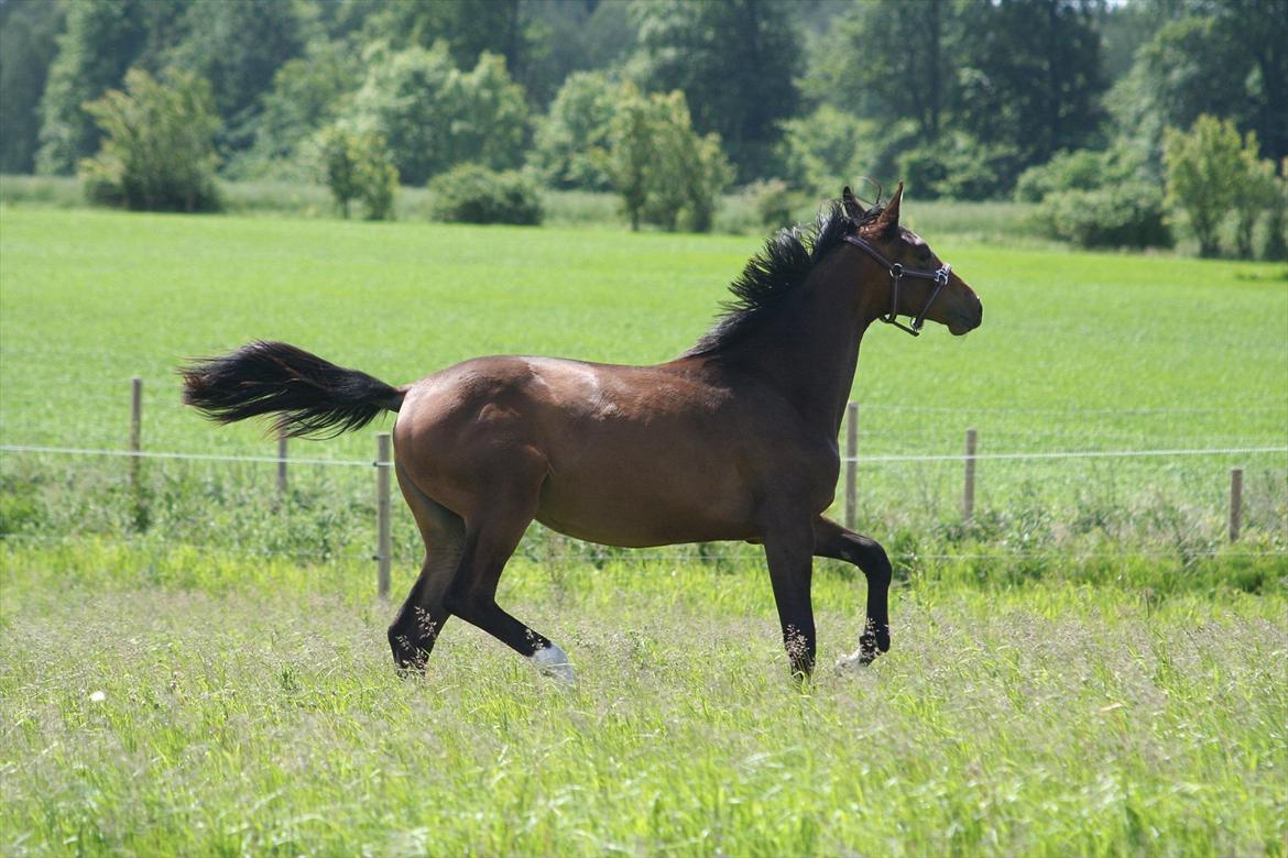 Dansk Varmblod Que Kimer - Så livsglad!  billede 5