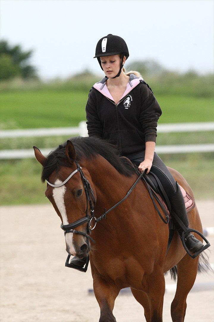 Dansk Varmblod Hedens Don Quijote - Foto: Kanut. billede 14