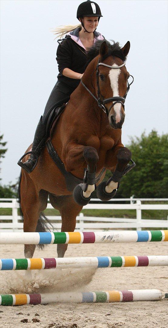 Dansk Varmblod Hedens Don Quijote - Foto: Kanut.
 billede 15