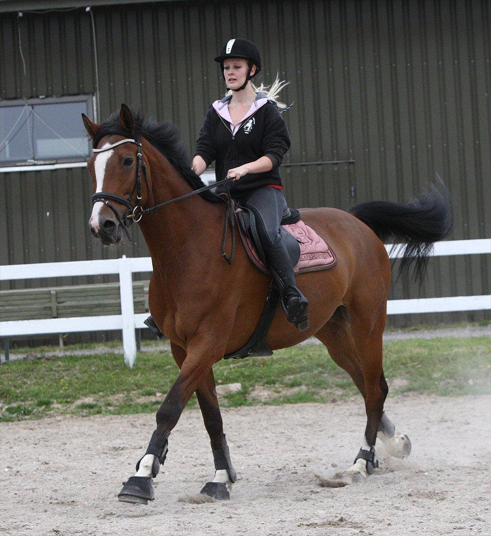 Dansk Varmblod Hedens Don Quijote - Foto: Kanut. billede 16