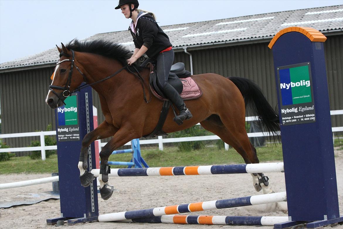 Dansk Varmblod Hedens Don Quijote - Foto: Kanut. billede 17