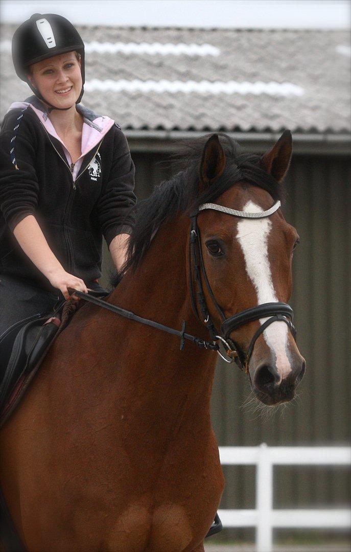 Dansk Varmblod Hedens Don Quijote - Dejlige Donse <3. Foto: Kanut. billede 1