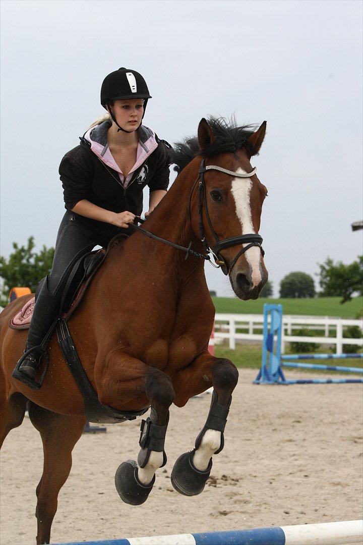Dansk Varmblod Hedens Don Quijote - Foto: Kanut. billede 18