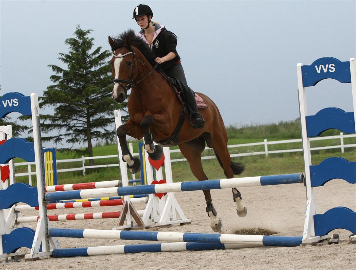Dansk Varmblod Hedens Don Quijote - Foto: Kanut. billede 19