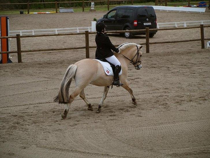Fjordhest Bartoldi - Bartoldi og jeg til DM 2012, vi gik fra en 5. plads til bronze.. :D billede 20